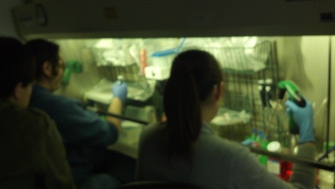 Person working in crowded biosafety cabinet